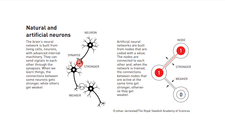 Biological and artificial neurons