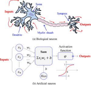 Comparison between biological neuron and artificial neuron